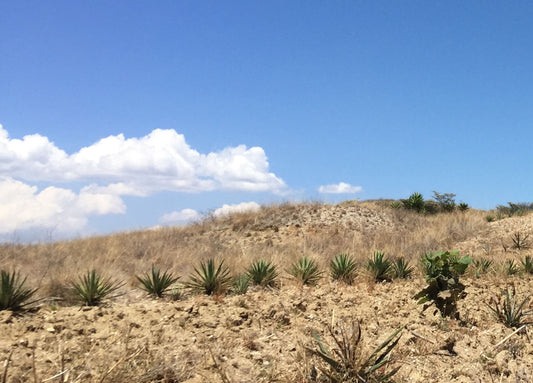 ¿De qué hablamos cuando hablamos de mezcal?