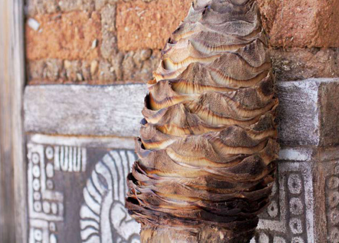 Un maguey bien plantado