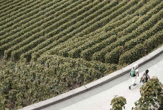 Harvest of our Century