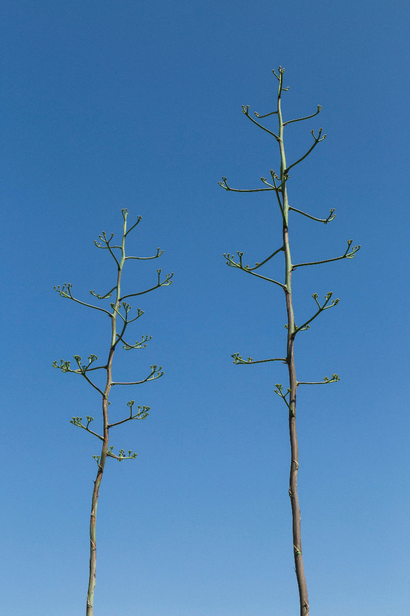 Quiote de maguey en Real Minero