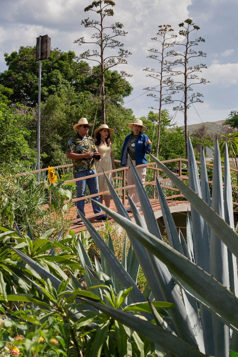 Recorridos turísticos en Oaxaca